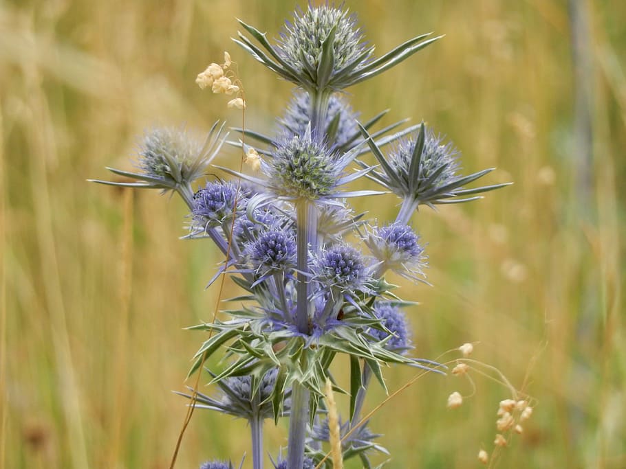 Thistle, Plant, Hawthorn, Nature, Wild, flower, purple, flower head HD wallpaper