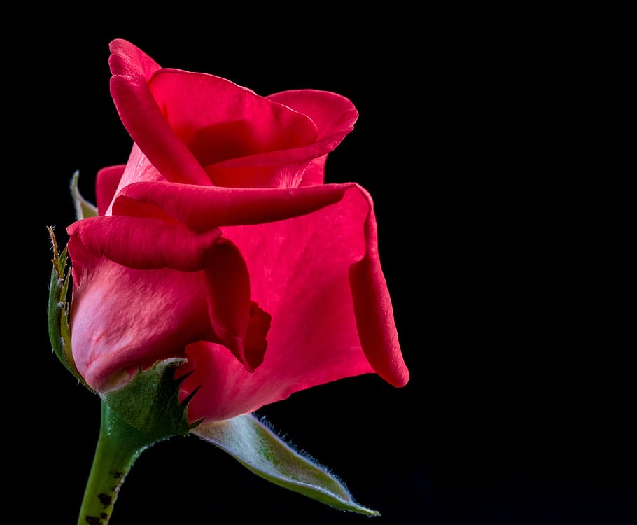 rose, red rose, flower, blossom, bloom, flowering plant, petal HD wallpaper