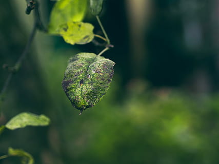 selective focus photography of green leaf, green leaves, plant HD wallpaper