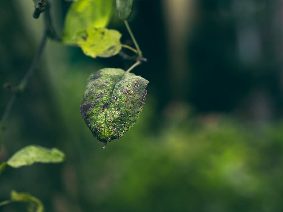 selective focus photography of green leaf, green leaves, plant HD wallpaper