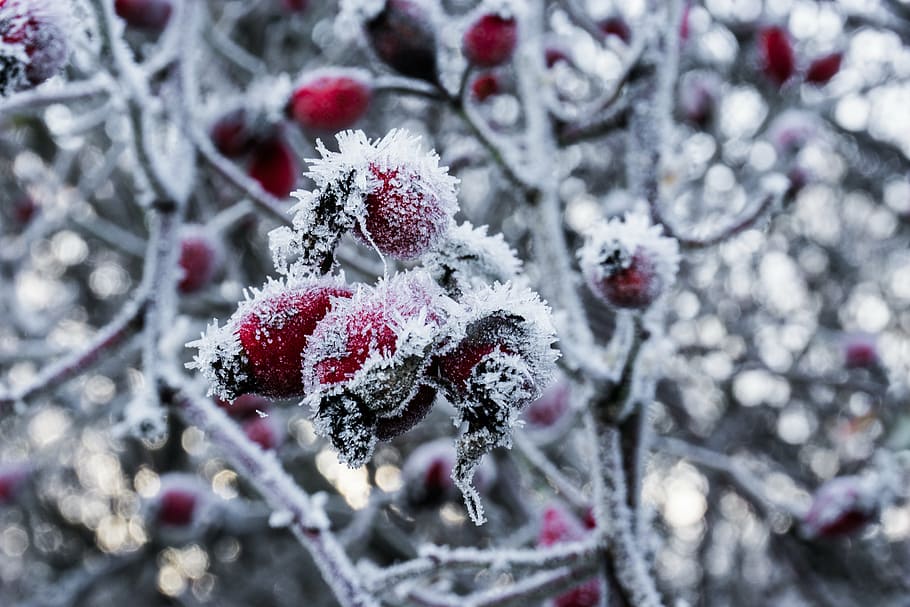 selective focus photo of red and white fruits, snow, ice, icicle HD wallpaper