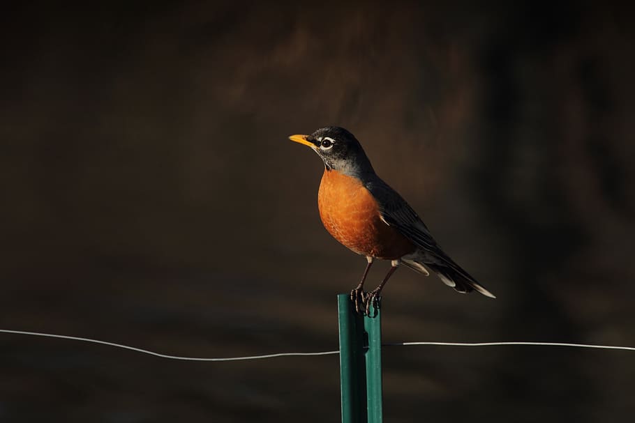 bird, beak, feather, animal, animal themes, one animal, vertebrate HD wallpaper