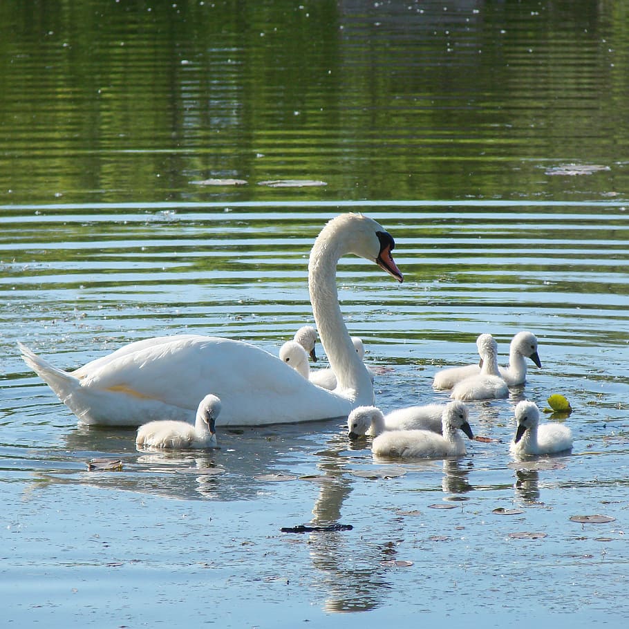 flock of swans on body of water, cygnets, lessons, nature, spring HD wallpaper