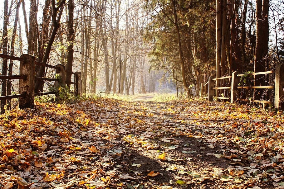 landscape photography of forest, bridge, autumn, fall, nature HD wallpaper