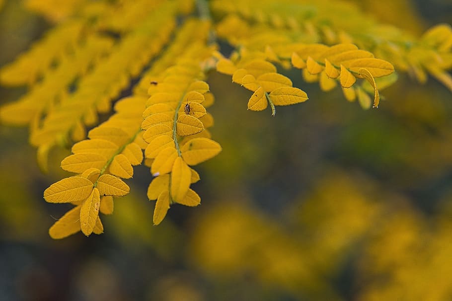 Autumn, Leaves, Emotion, Yellow, Leaf, nature, fall, autumn leaves HD wallpaper