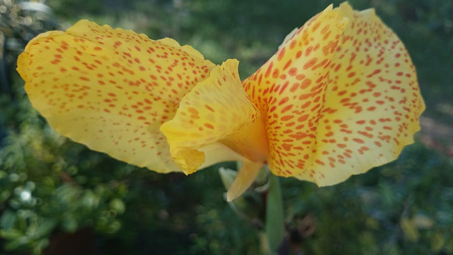 flower, wow, style, beauty in nature, plant, close-up, fragility HD wallpaper