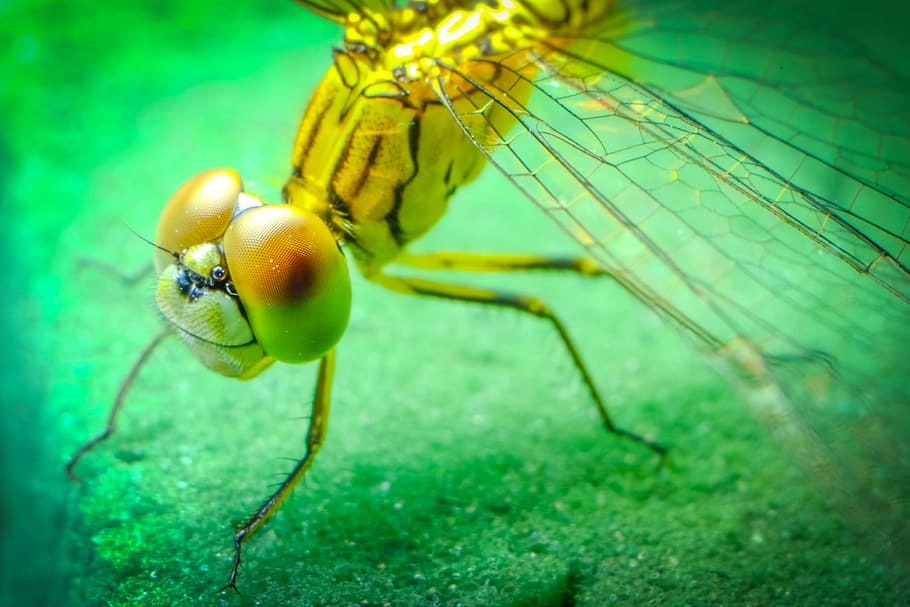 Dragonfly, Insect, Black, Blue, Blue, Eyes, green, legs, wings HD wallpaper