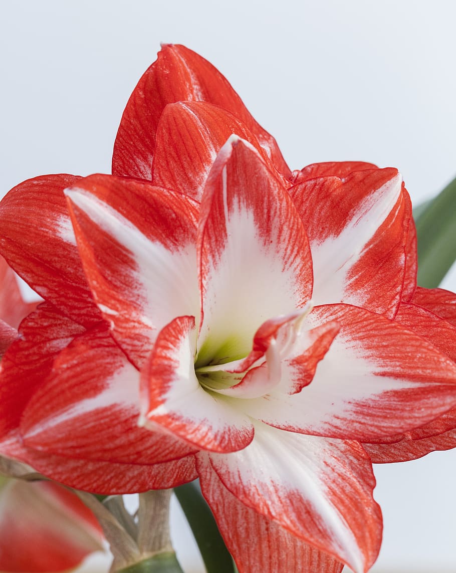 hippeastrum, it, known, as amarylis, flowering plant, fragility HD wallpaper