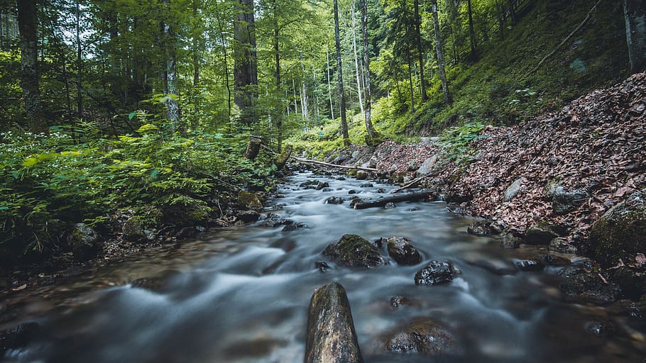 river, water, bach, forest, nature, landscape, green, tree HD wallpaper