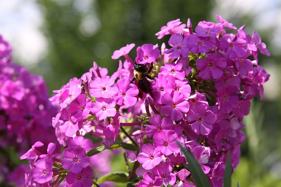 flowers, bee, bumblebee, nature, insect, pollinating, outdoor HD wallpaper