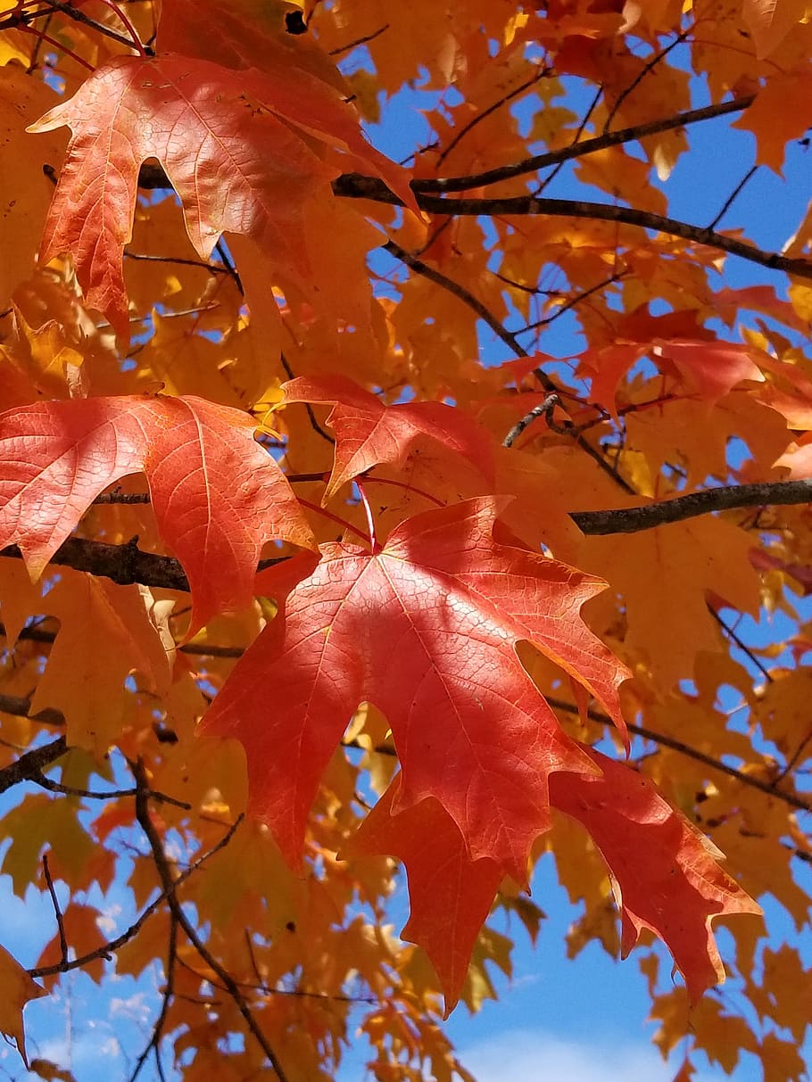 leaves, autumn, fall, branch, tree, change, plant part, leaf HD wallpaper