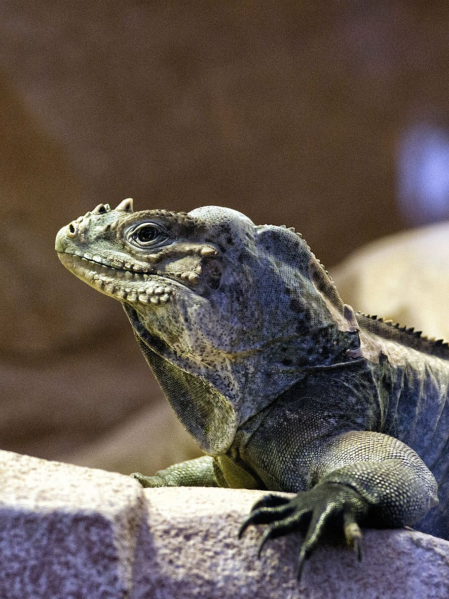 iguana, reptile, dinosaur, animal, fauna, nature, animal themes HD wallpaper