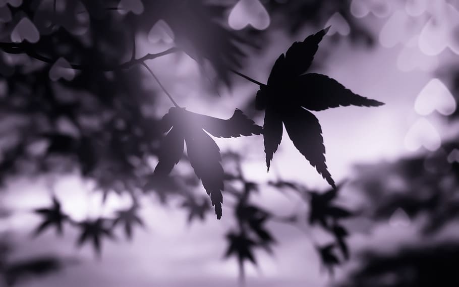 fall, leaves, hearts, background, plant, beauty in nature, plant part HD wallpaper