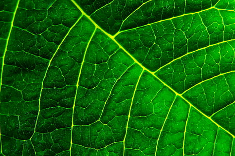 closeup photo of green leaf, background, organic, macro, environmental HD wallpaper