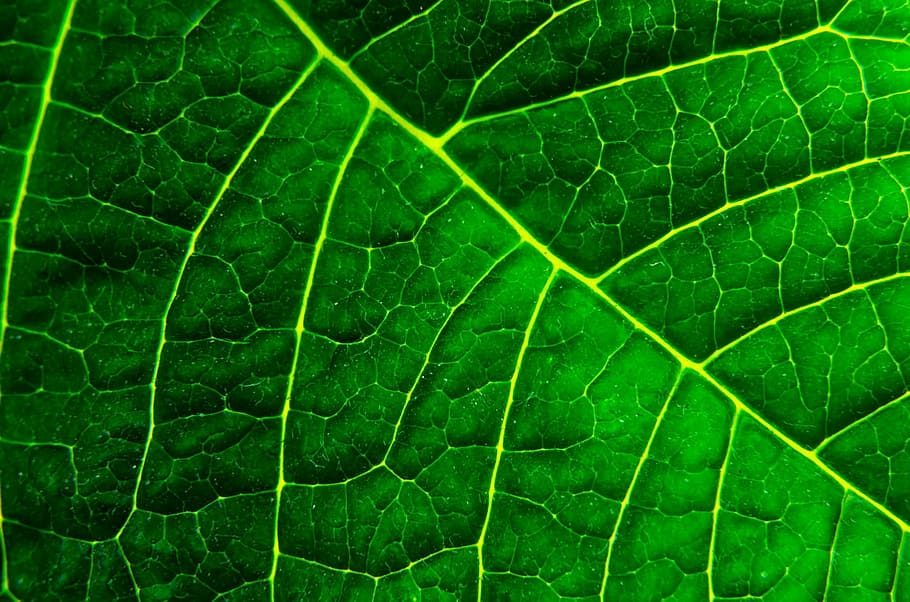 closeup photo of green leaf, background, organic, macro, environmental HD wallpaper