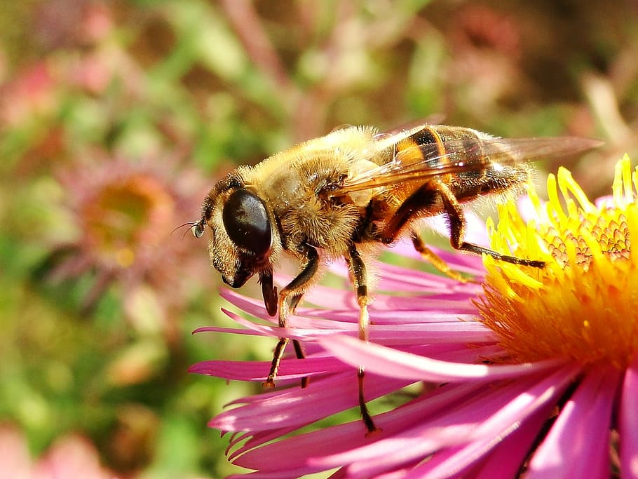 nature, insect, apiformes, honey, pollen, animals, muchówki HD wallpaper