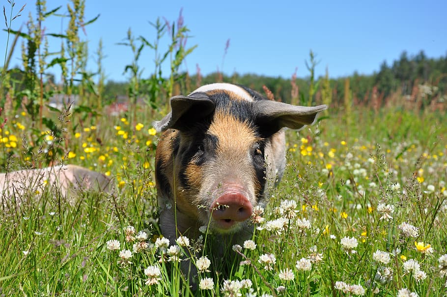 adult black and tan pig on garden, pigs, linderödsgris, piglet HD wallpaper