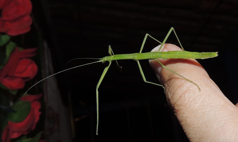 nature, stick insect, weirdo, human body part, human hand, animal wildlife HD wallpaper