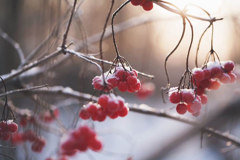 selective focus photo of red fruits, selective focus photo of red raspberries