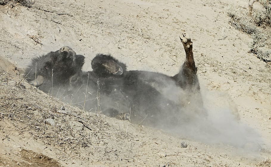 bison, buffalo, wallowing, dry mud, bull, dirt, ground, back HD wallpaper