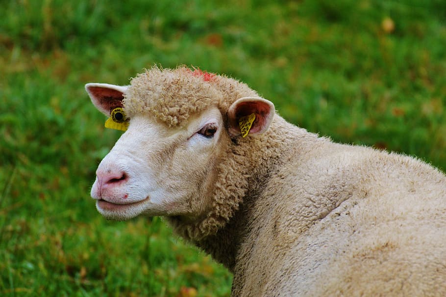 sheep, pasture, nature, livestock, graze, animal, grass, meadow HD wallpaper