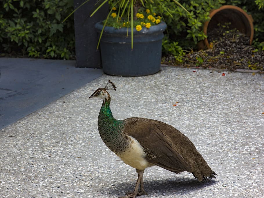 peacock, plantation, charleston, bird, animal wildlife, vertebrate HD wallpaper