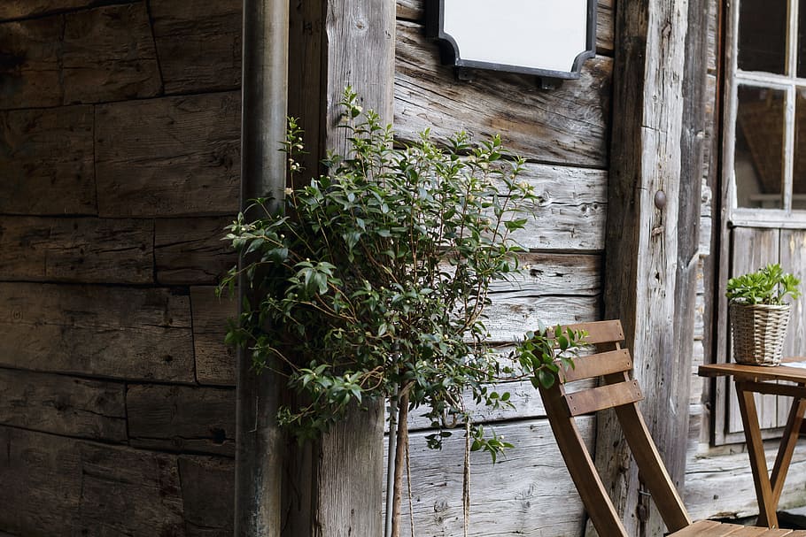 green leaf plant near brown wooden wall and brown wooden armless chair, brown wooden chair and table HD wallpaper