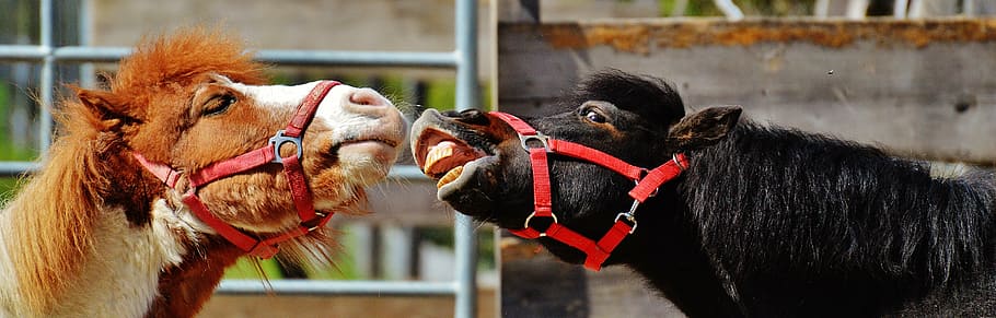 shallow focus photography of brown and black horses, play, funny HD wallpaper