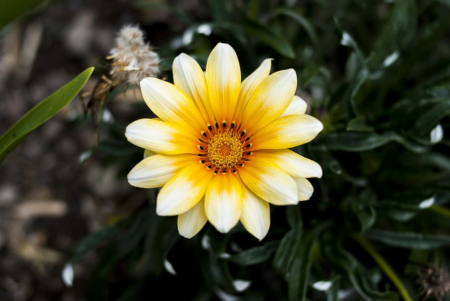 nature, plant, summer, flower, flowering plant, freshness, fragility HD wallpaper