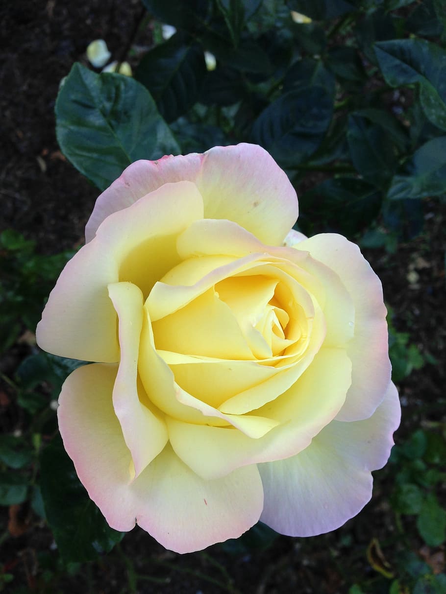 rose, nature, flowers, blossom, bloom, pale yellow rose, plant HD wallpaper