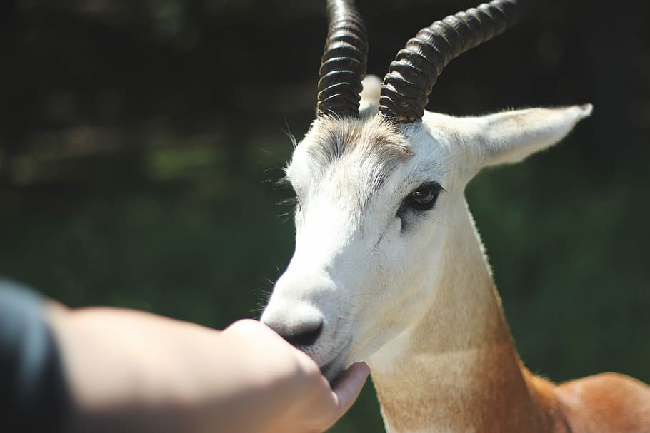 person feeding antelope, person touching mammal's mouth, animal HD wallpaper