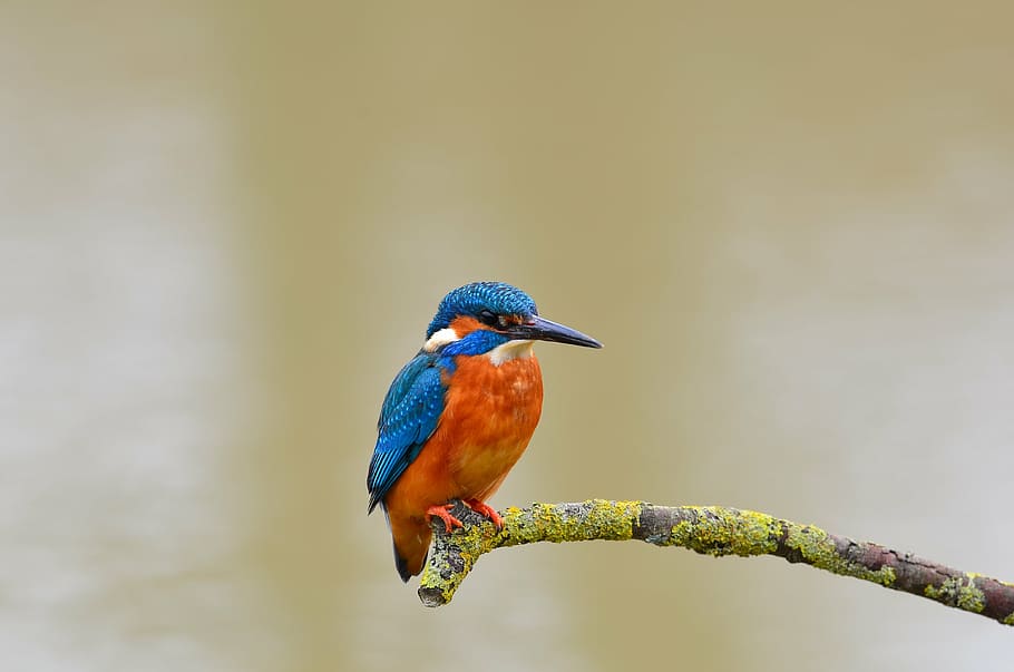 orange and blue bird on green tree trunk, kingfisher, wild HD wallpaper