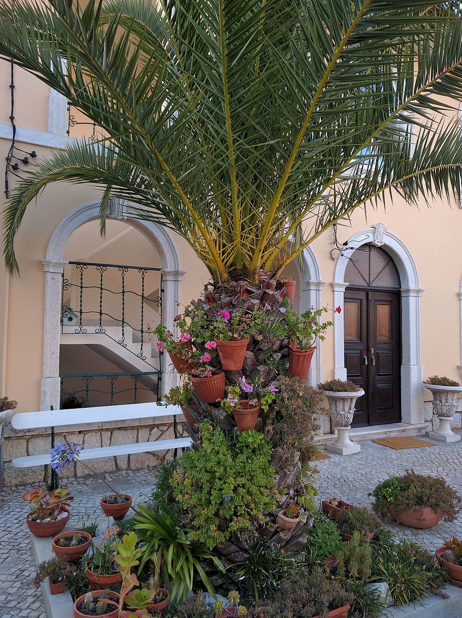 plants, decoration, house, architecture, built structure, growth HD wallpaper