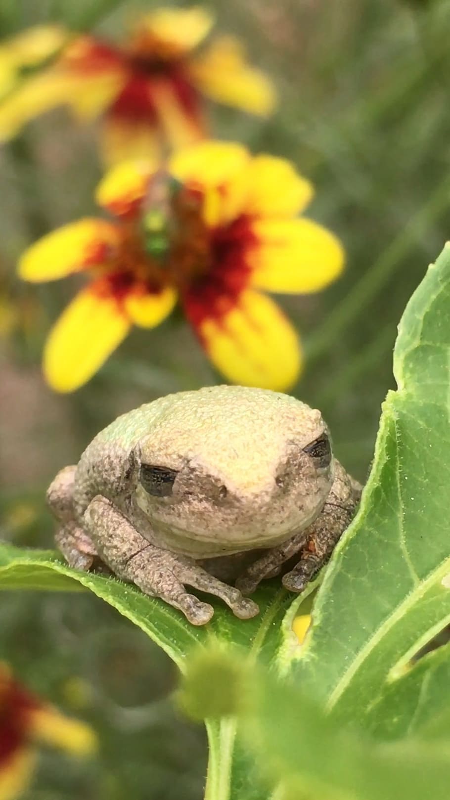 Frog, Toad, Flower, Plant, Green, Yellow, spring, summer, animal HD wallpaper