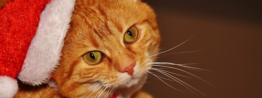 orange tabby cat in red Santa Claus hat, christmas, santa hat HD wallpaper
