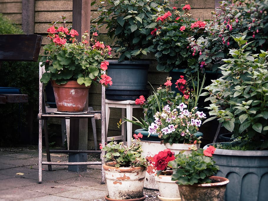 flowers, garden, summer, plant, growth, flowering plant, potted plant HD wallpaper