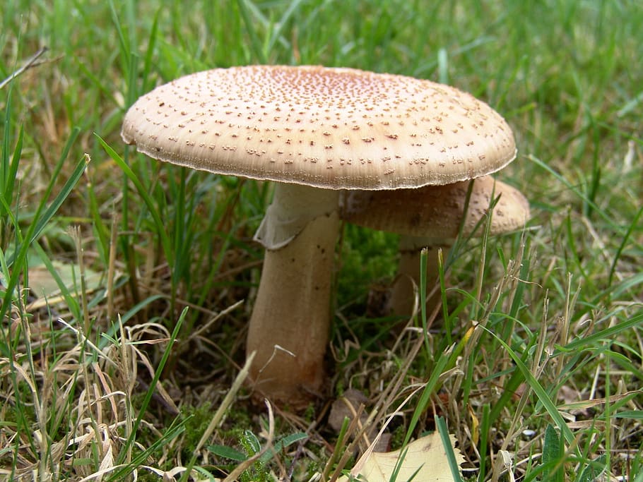 mushroom, nature, autumn, forest, fungus, vegetable, food, growth HD wallpaper