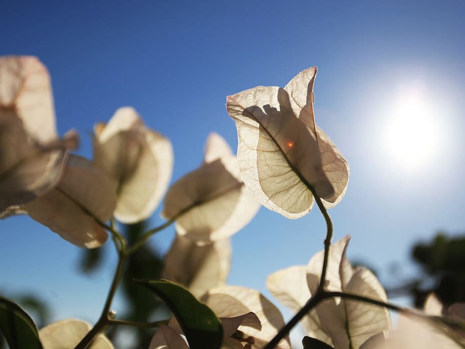 flowers, plant, life, sky, sunlight, leaf, nature, plant part HD wallpaper
