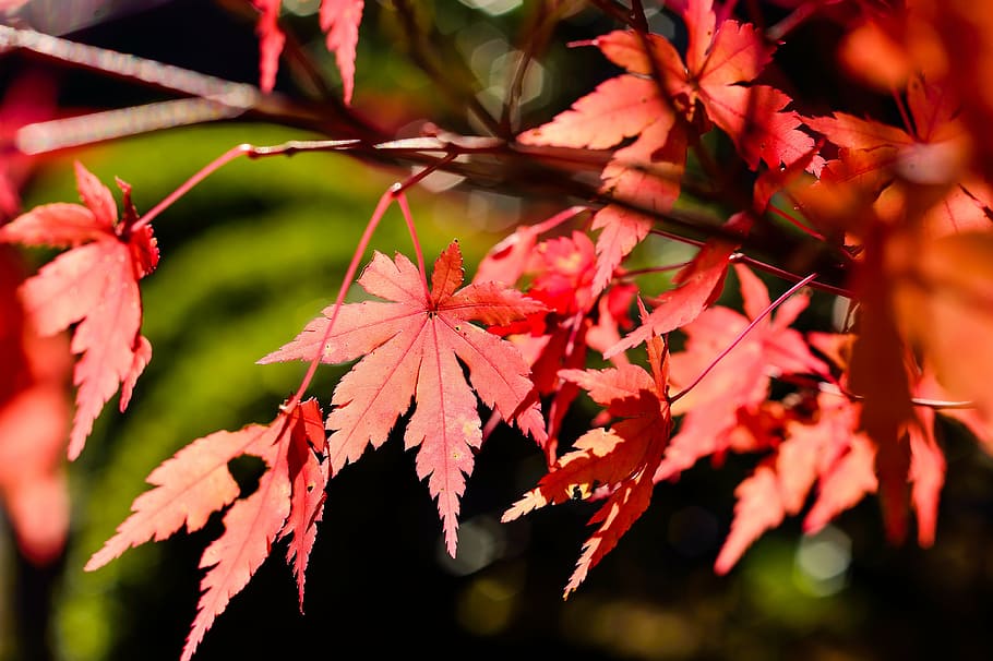 japan, landscape, natural, k, wood, autumn, plant, leaf, red HD wallpaper