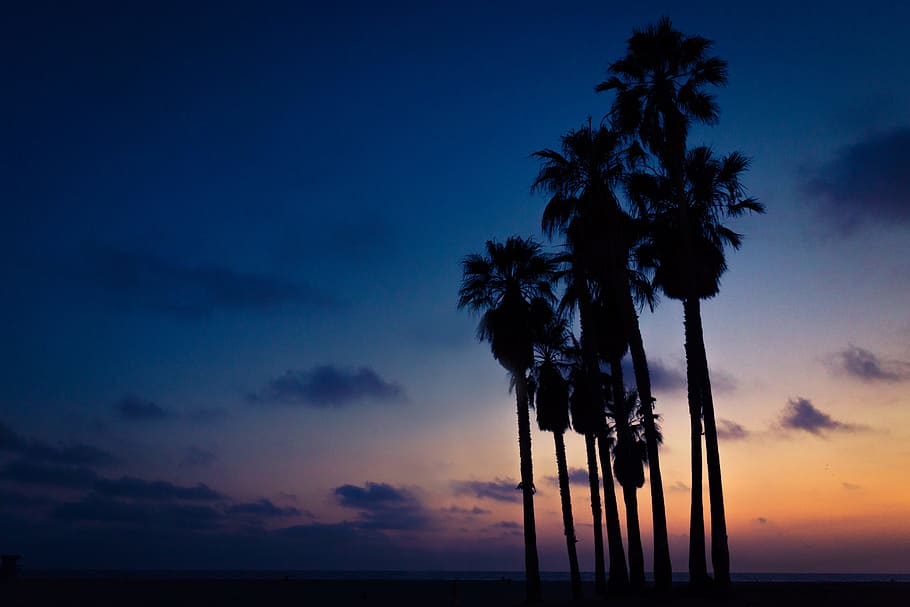 silhouette of Mexican palm trees under orange, blue, and white cloudy skies, sunset palm painting HD wallpaper