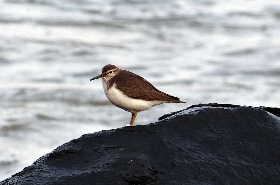 common sandpiper, bird, actitis hypoleucos, wader, sea, arabian HD wallpaper