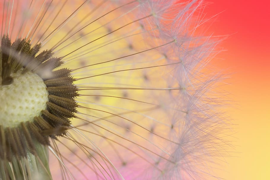 close-up photo of white dandelion, macro, seed, seeds, nature HD wallpaper