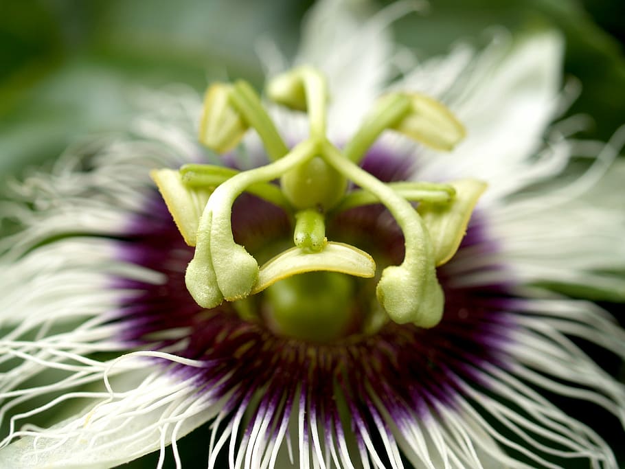 Passion, Flower, Fruit, Tropical, green, petal, leaf, head, HD wallpaper