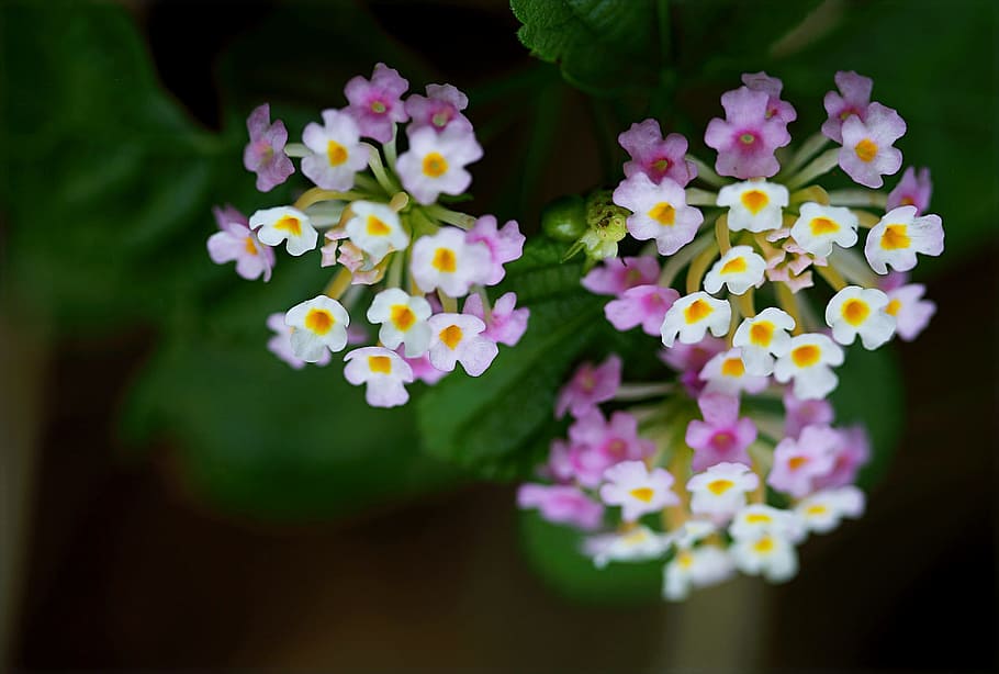 Purple and White Flower Photo, beautiful, bloom, blooming, blossom HD wallpaper