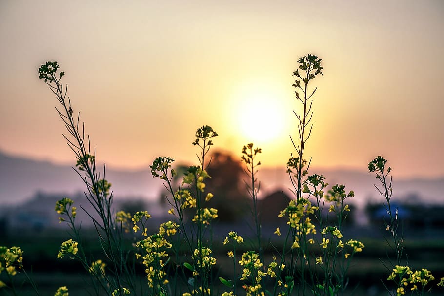 close-up, clouds, country, countryside, dawn, environment, field HD wallpaper