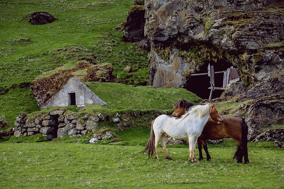 two white and brown horse near green grass field, horses, pasture HD wallpaper