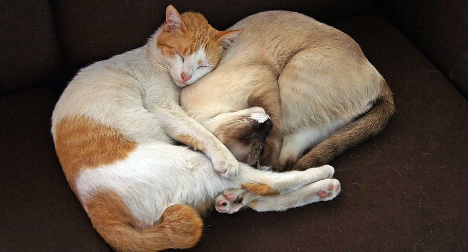 two orange and brown sleeping cats, together, company, pet HD wallpaper