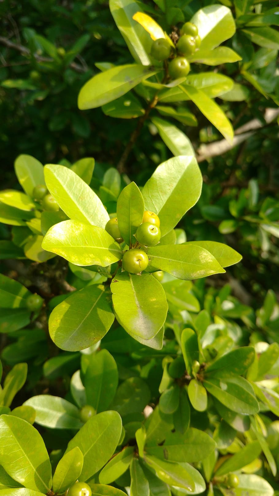 leafs, fruits, green, sunrise, green color, plant, growth, plant part HD wallpaper