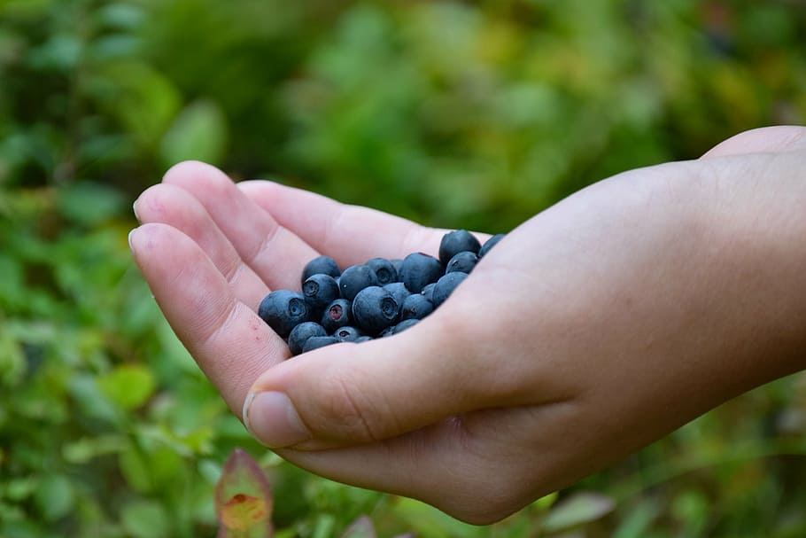 blueberries, hand, forest, nature, summer, human hand, human body part HD wallpaper