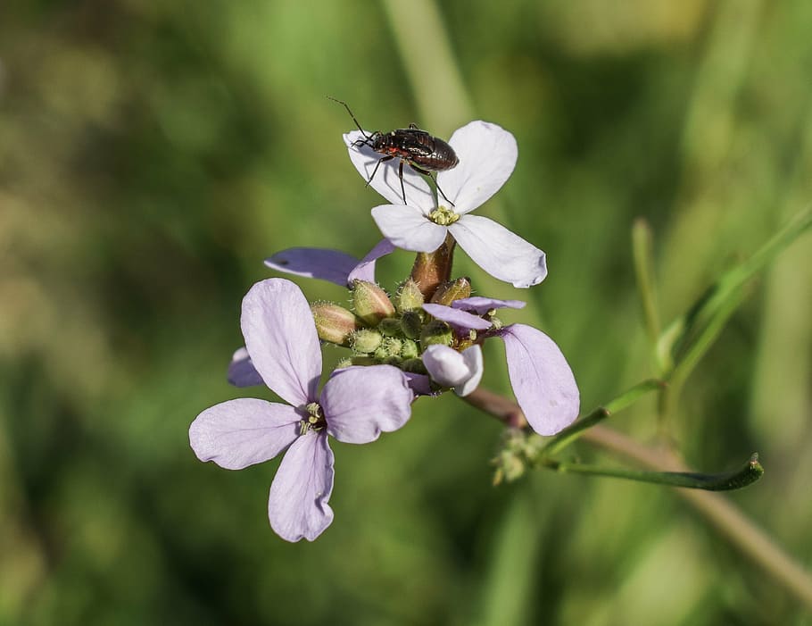 cakile maritima, wildflower, beetle, insect, nature, plant HD wallpaper